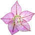 Moroccan clary sage